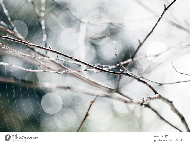 Spring. Umwelt Natur Pflanze ästhetisch Frühling Frühlingstag Frühlingsfarbe Schönes Wetter Zweige u. Äste ruhig dezent Hintergrundbild Geäst keimen Trieb tauen