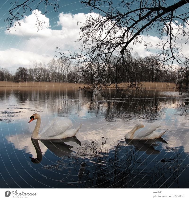 Dahinplätschern Umwelt Natur Landschaft Pflanze Tier Wasser Himmel Wolken Horizont Frühling Baum Sträucher Zweige u. Äste Seeufer Vogel Schwan 2 Tierpaar