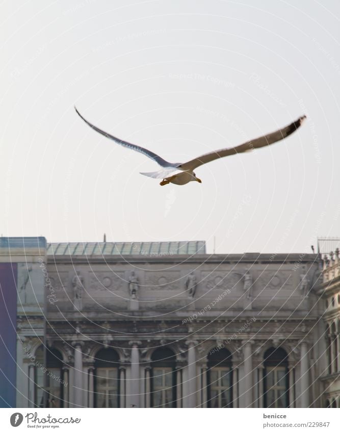 birdy Vogel Möwe fliegen Vogelflug Venedig Italien Markusplatz Flügel Aussicht Suche Blick Wind Kraft Bogen Sehenswürdigkeit Textfreiraum oben Tierporträt