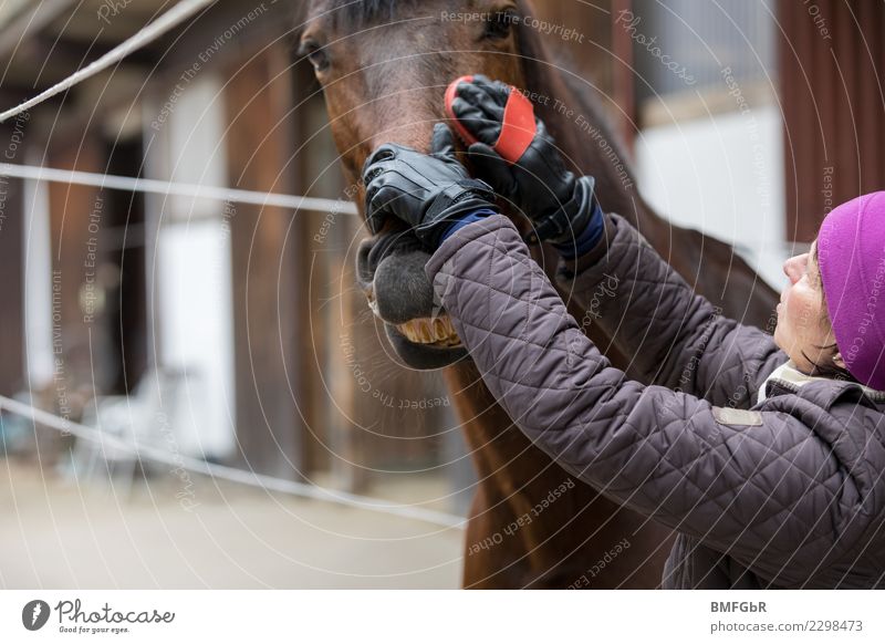 Ein Grinsen im Pferdegesicht Lifestyle Freude Glück Reiten Sport Reitsport Reitstall Mensch Frau Erwachsene 1 30-45 Jahre Jacke Mütze Tier Haustier Nutztier