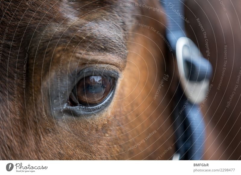 Augenblick Reiten Sport Reitsport Tier Haustier Nutztier Pferd 1 Halfter Zaumzeug beobachten Blick schön braun Zufriedenheit Gelassenheit Detailaufnahme Kopf