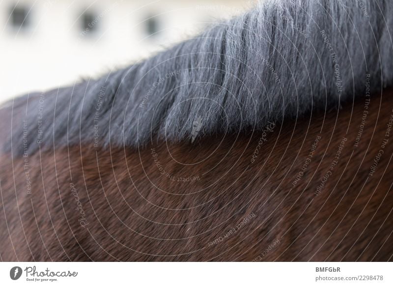 zum kuscheln Sport Reitsport Reiten Tier Haustier Nutztier Pferd 1 authentisch braun schwarz Mähne Körperteile Detailaufnahme Haare & Frisuren gepflegt Fell