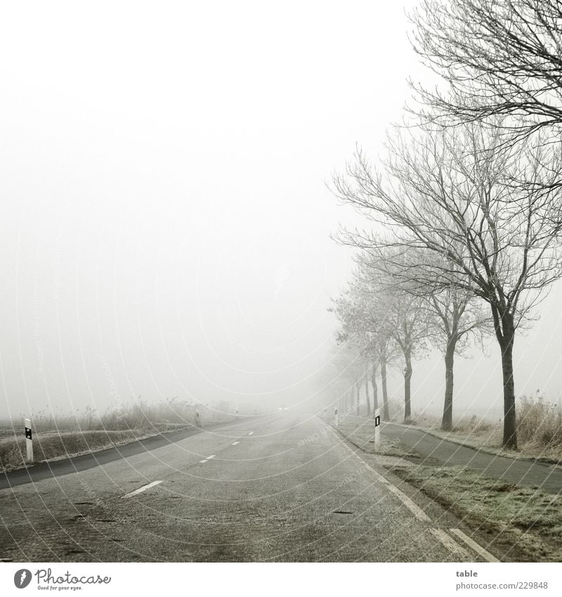 away . . . Winter Umwelt Landschaft Himmel Wolken schlechtes Wetter Eis Frost Baum Straße Linie kalt grau grün schwarz ruhig Heimweh Fernweh Einsamkeit