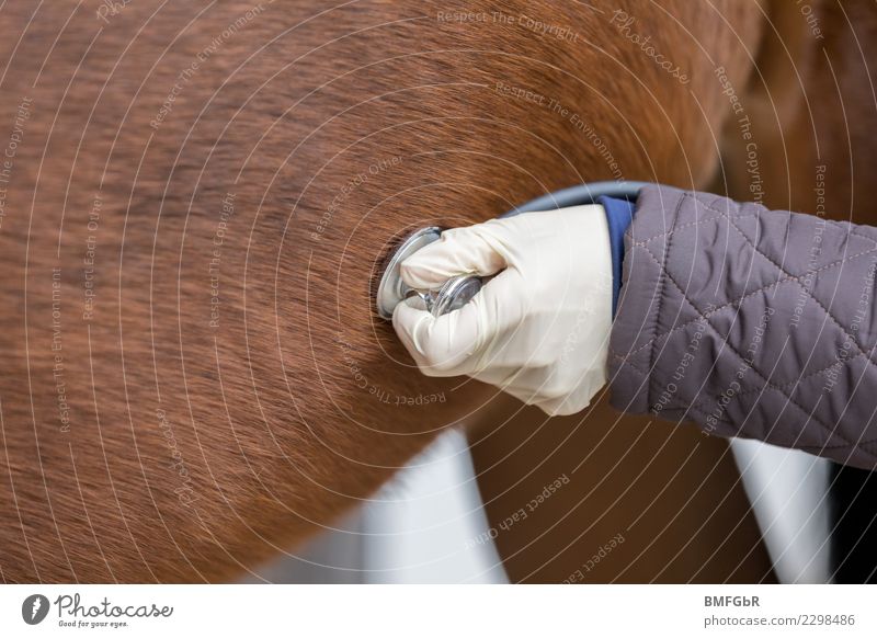 Tierarzt und Pferd Freizeit & Hobby Reiten Sport Reitsport Beruf Arzt Veterinär Mensch Frau Erwachsene Hand 1 30-45 Jahre Haustier Nutztier Stethoskop