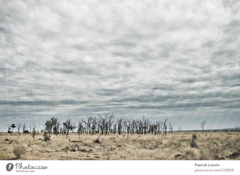 Into the Wild Umwelt Natur Landschaft Pflanze Urelemente Luft Himmel Wolken Klima Klimawandel Wetter schlechtes Wetter Unwetter Wind Wärme Dürre trist trocken