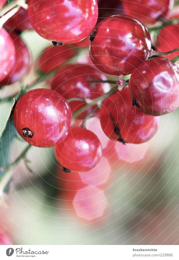 sweet & sour Natur Pflanze Beeren frisch rosa rot Johannisbeeren rund Kreis Blendeneffekt Stengel Beerensträucher süß sauer Garten Reflexion & Spiegelung Frucht