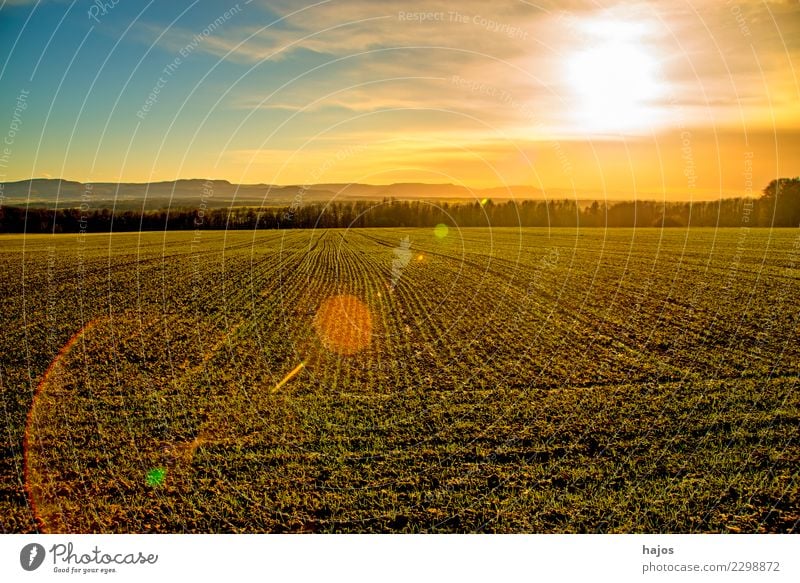 Winterweizen, Jungpflanzen Lebensmittel Getreide Sonne Landwirtschaft Forstwirtschaft Herbst Feld Wachstum grün rot Idylle Weizen Wintersaat zart