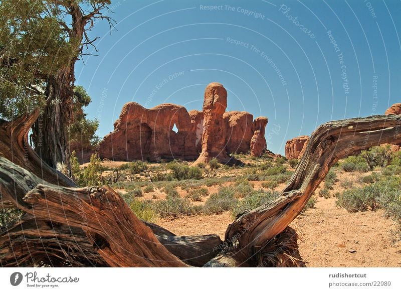 Elefantös Arches National Park Nationalpark Utah USA Felsen Stein Gesteinsformationen Ausflugsziel Naturphänomene Sehenswürdigkeit Attraktion