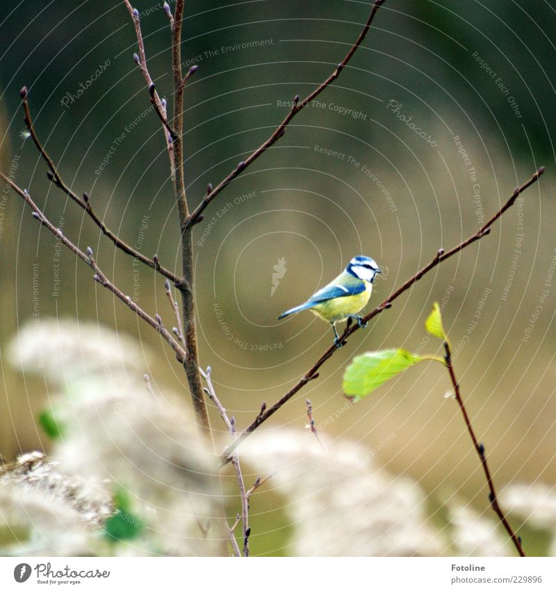 Es tönen die Lieder... Umwelt Natur Pflanze Tier Sträucher Blatt Wildtier Vogel 1 hell natürlich Blaumeise Meisen sitzen Farbfoto mehrfarbig Außenaufnahme Tag