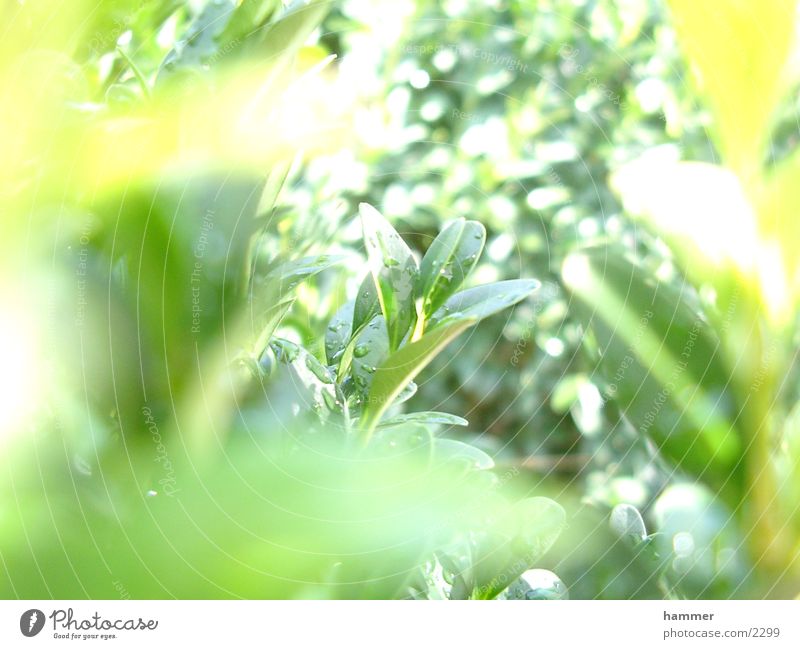 ganz nahe am grünen Blatt Wassertropfen Detailaufnahme