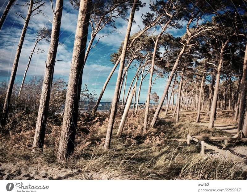 Hoch und schief Umwelt Natur Landschaft Pflanze Himmel Wolken Horizont Herbst Schönes Wetter Wind Baum Sträucher Windflüchter Wald Strand Ostsee Weststrand