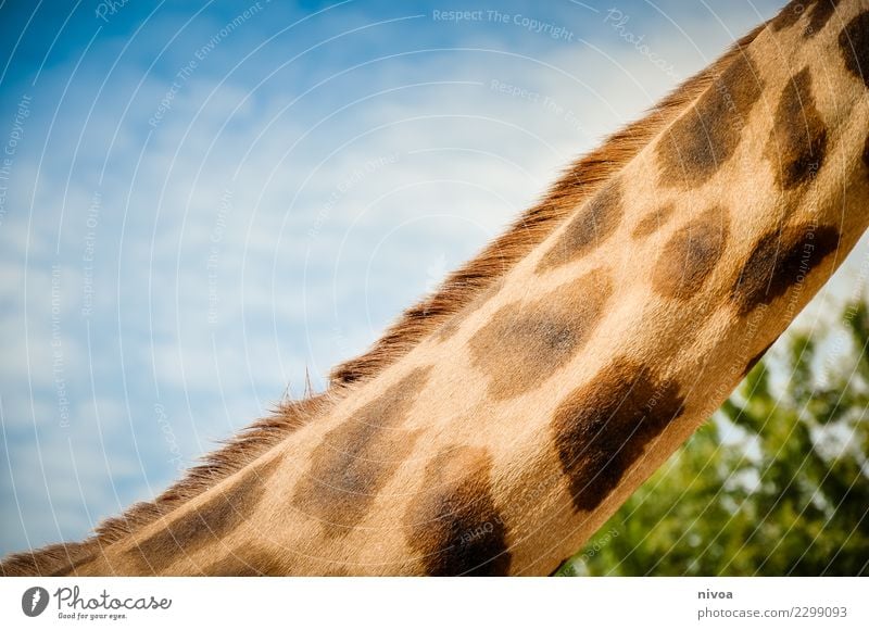 hansguckindieluft5 Umwelt Natur Landschaft Pflanze Tier Schönes Wetter Baum Wildtier Tiergesicht Zoo Giraffe Giraffenhals 1 Rudel beobachten Bewegung