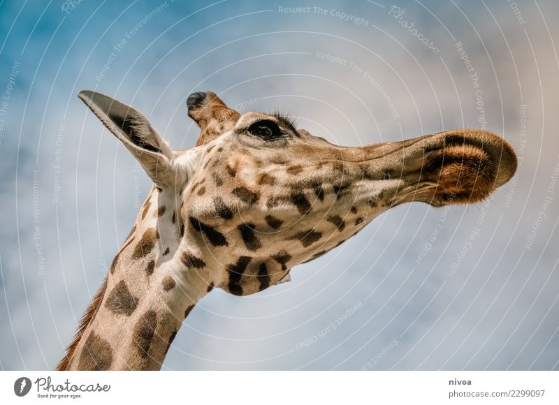 hansguckindieluft6 Umwelt Natur Landschaft Pflanze Tier Schönes Wetter Wildtier Tiergesicht Zoo Giraffe 1 beobachten Bewegung entdecken Fressen Blick frech