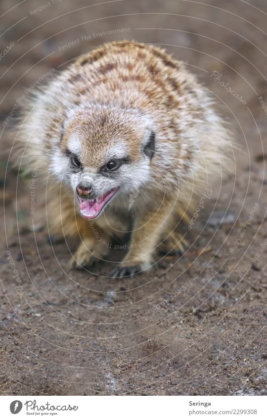 Erdmännchen fletscht die Zähne Tier Wildtier Tiergesicht Fell Krallen Pfote Fährte Zoo 1 Fressen Farbfoto Gedeckte Farben mehrfarbig Außenaufnahme