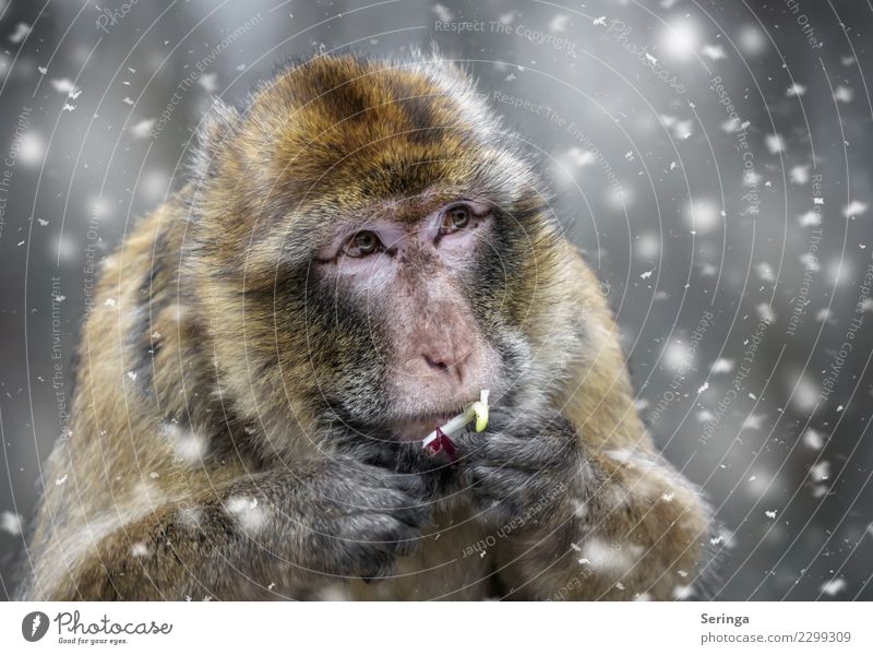 Affenfutter Winter Wetter schlechtes Wetter Schnee Tier Wildtier Tiergesicht Fell Krallen Pfote Fährte Zoo 1 fliegen Blick Schneefall Farbfoto mehrfarbig