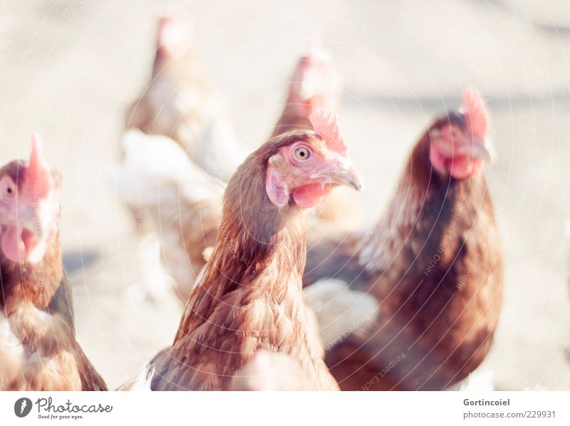 Chicken Tier Nutztier Vogel 3 hell Hühnervögel Kamm Haushuhn Freilandhaltung Bioprodukte Schönes Wetter Bauernhof Federvieh Farbfoto Außenaufnahme Licht