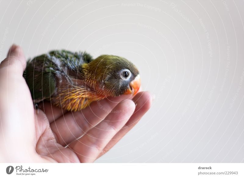 Baby grün Tier Haustier Vogel Tiergesicht Flügel Schnabel Agapornis Sittich Papageienvogel Wellensittich Feder 1 exotisch Zusammensein niedlich braun mehrfarbig