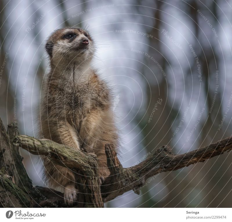 Auf dem Ausguck Tier Wildtier Tiergesicht Fell Krallen Pfote Zoo 1 Blick Erdmännchen Farbfoto Gedeckte Farben mehrfarbig Außenaufnahme Menschenleer