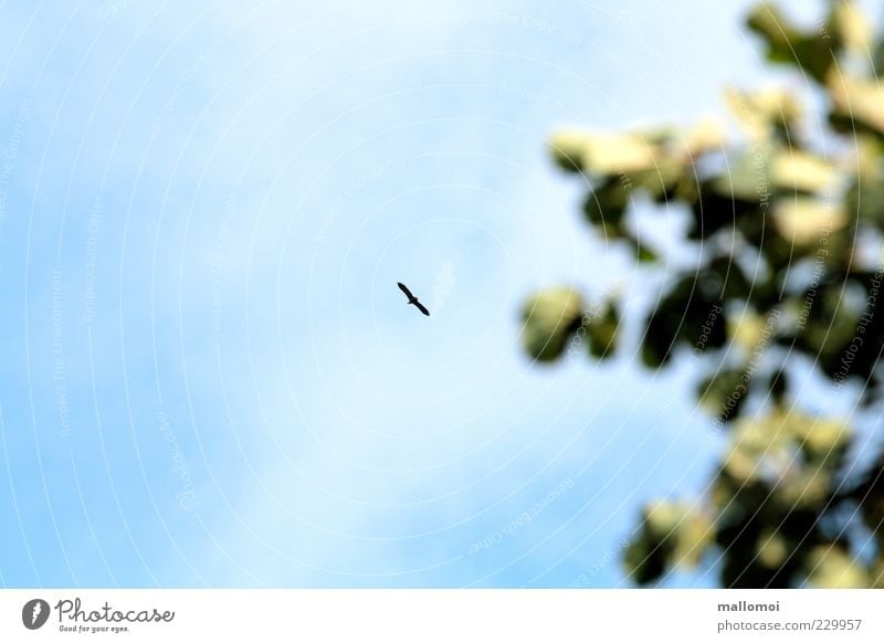 fly like an eagle Umwelt Natur Himmel Pflanze Baum Sträucher Blatt Wildtier Vogel Adler 1 Tier fliegen Jagd ästhetisch außergewöhnlich Ferne frei Unendlichkeit