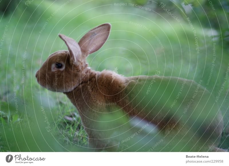 Blitzschnell eil' ich dahin Natur Haustier Wildtier Tiergesicht Freundlichkeit Fröhlichkeit schön kuschlig lustig Originalität positiv braun Freude Glück