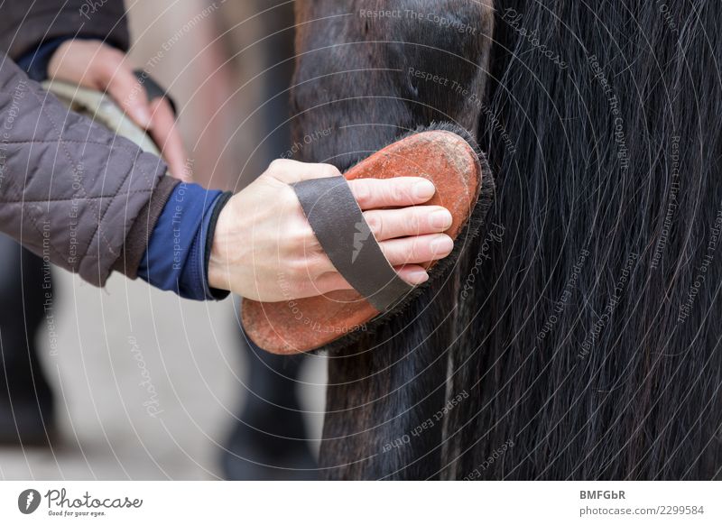 Vertrauen muss sein - striegeln des hinteren Pferdebeins Lifestyle Freude Glück Freizeit & Hobby Reiten Sport Reitsport Mensch Frau Erwachsene 1 30-45 Jahre