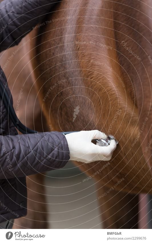 Braune Stute wird abgehört Freizeit & Hobby Reiten Sport Reitsport Beruf Arzt Veterinär Mensch feminin Frau Erwachsene 1 30-45 Jahre Tier Haustier Nutztier