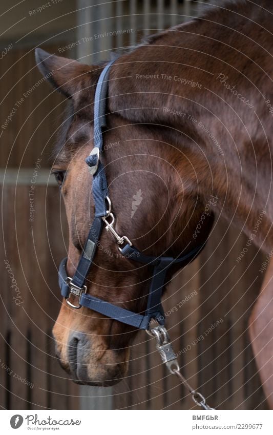 Wo gehts in meine Box? Lifestyle Freude Glück Sport Reitsport Reiten Tier Haustier Nutztier Pferd 1 beobachten Blick authentisch schön Zufriedenheit Kraft