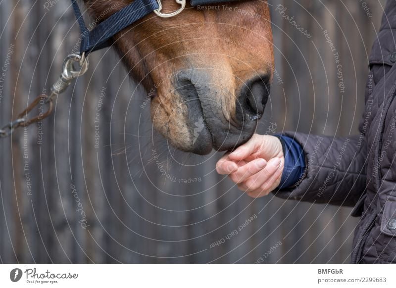 Freundschaft zwischen Pferd und Reiter Lifestyle Glück Freizeit & Hobby Reiten Sport Reitsport Mensch feminin Frau Erwachsene Hand 1 Jacke Tier Haustier