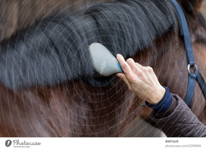 Beim Pferdefriseur Lifestyle Freude Glück Freizeit & Hobby Reiten Reitausflug Reiterurlaub Sport Reitsport Mensch Frau Erwachsene Hand 1 30-45 Jahre Tier