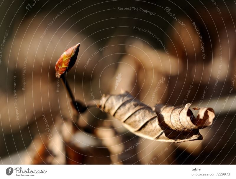 Ende & Anfang Umwelt Natur Pflanze Frühling Herbst Sträucher Blatt Blattknospe Park dehydrieren Wachstum alt klein neu braun schwarz Lebensfreude Traurigkeit