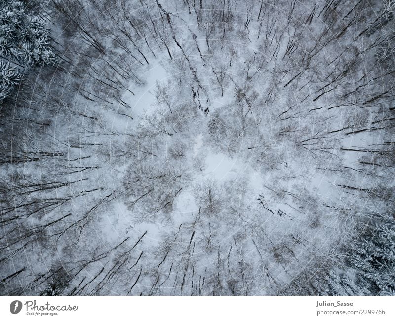 Winterwald Umwelt Natur Landschaft Wetter schlechtes Wetter Schnee Baum Wald kalt Sauerland oben Aerial kahl Einsamkeit Tanne Kiefer Schneelandschaft Farbfoto