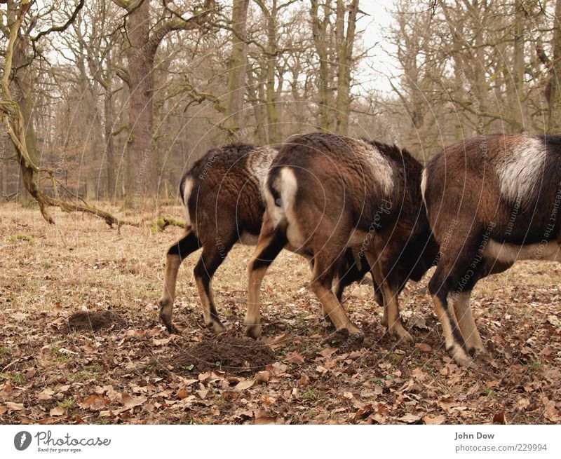 Perlen vor die Böcke Wald Wildtier Tiergruppe Rudel braun Fell Bock wild Wildpark scheckig Gedeckte Farben Außenaufnahme Menschenleer Baum laublos Herbstlaub