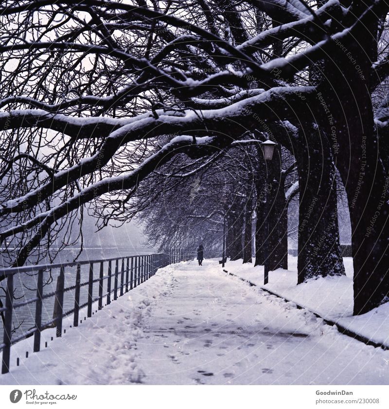 a winters tale Mensch maskulin 1 Umwelt Natur Urelemente Winter Klima Wetter Sturm Eis Frost Schnee Schneefall Baum Park Fluss alt authentisch außergewöhnlich