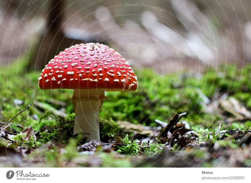 Fliegepilz Fliegenpilz Gift Pilz schön rot Hut Nahaufnahme grün weiß Herbst Mütze Gras getupft Sommer Jahreszeiten Wald Pflanze bedrohlich gefährlich Risiko