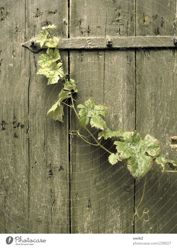 Alte Kellertür Natur Pflanze Blatt Weinblatt Weinranken hängen verblüht Wachstum alt einfach elegant einzigartig lang dünn wild grau grün geduldig ruhig Trauer