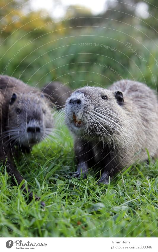 Lagebesprechung. Umwelt Natur Tier Gras Park Biberratte 3 Tiergruppe natürlich grün Nutria Farbfoto Außenaufnahme Menschenleer Tag Schwache Tiefenschärfe