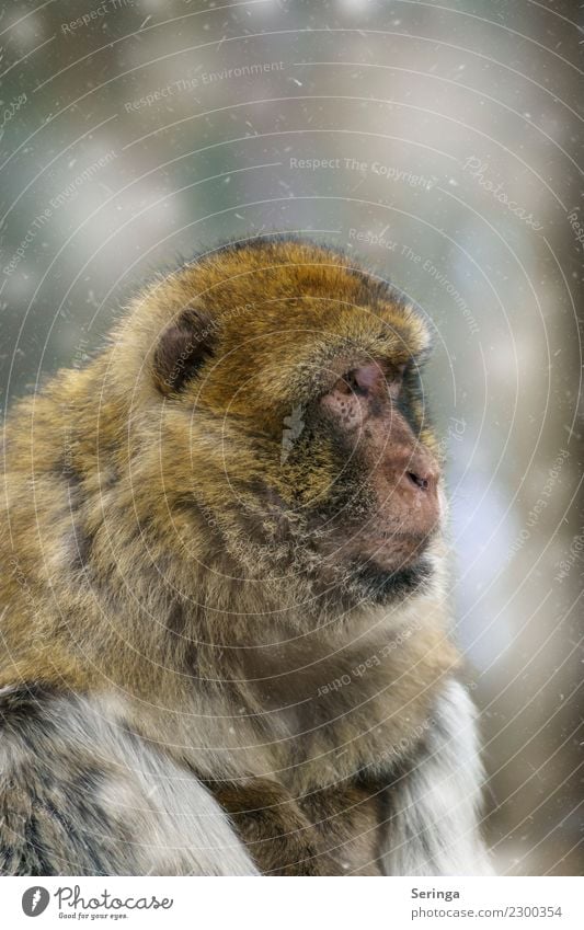 Ungläubiger Blick Tier Wildtier Tiergesicht Fell Zoo 1 Affen Farbfoto Gedeckte Farben mehrfarbig Außenaufnahme Nahaufnahme Detailaufnahme Menschenleer