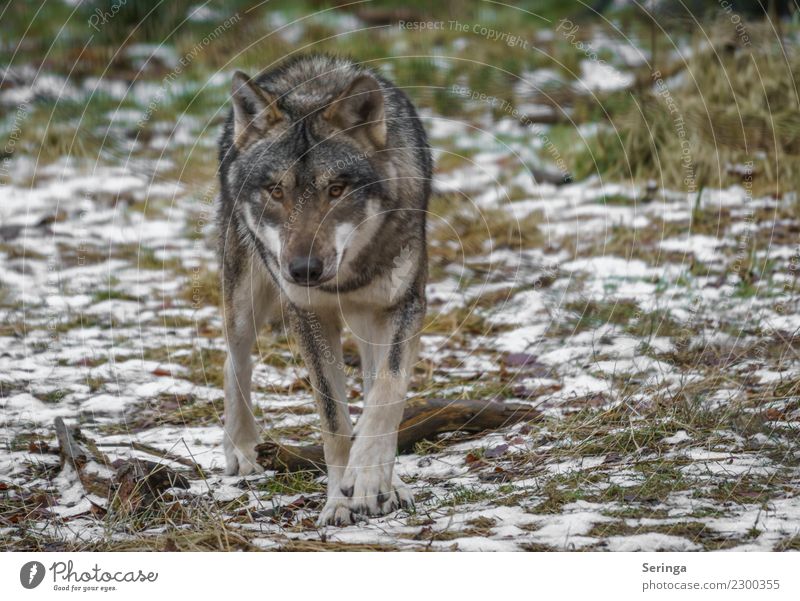 Wolfsblick Tier Wildtier Hund Tiergesicht Pfote Zoo 1 Bewegung Europäischer Wolf Fell Farbfoto Gedeckte Farben mehrfarbig Außenaufnahme Detailaufnahme