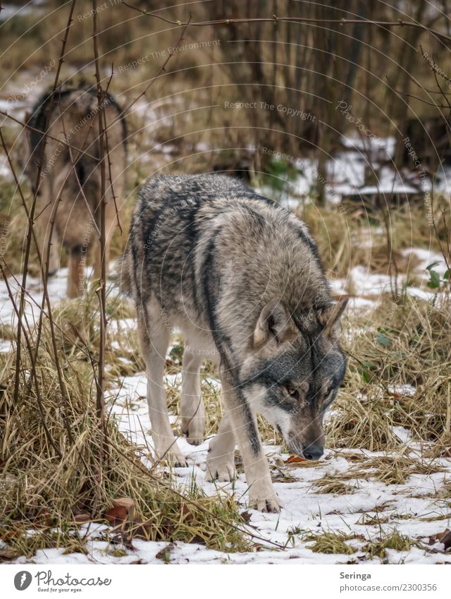 Entgegengesetzte Richtung Tier Wildtier Hund Tiergesicht Fell Pfote Fährte Zoo 1 Tierpaar Fressen Europäischer Wolf Farbfoto Gedeckte Farben mehrfarbig