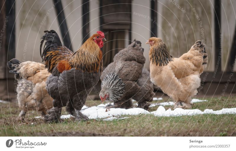 Hühnerhaufen Tier Nutztier Tiergesicht Flügel Krallen Fährte 4 Tiergruppe Tierfamilie Fressen Haushuhn Hühnerstall Hühnerei Brahma Farbfoto mehrfarbig