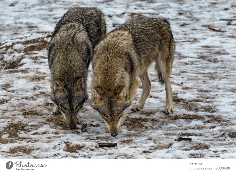 Zwei Supernasen Tier Wildtier Hund Tiergesicht Fell Pfote Zoo 2 Tierpaar Fressen Wolf Europäischer Wolf Farbfoto Gedeckte Farben mehrfarbig Außenaufnahme