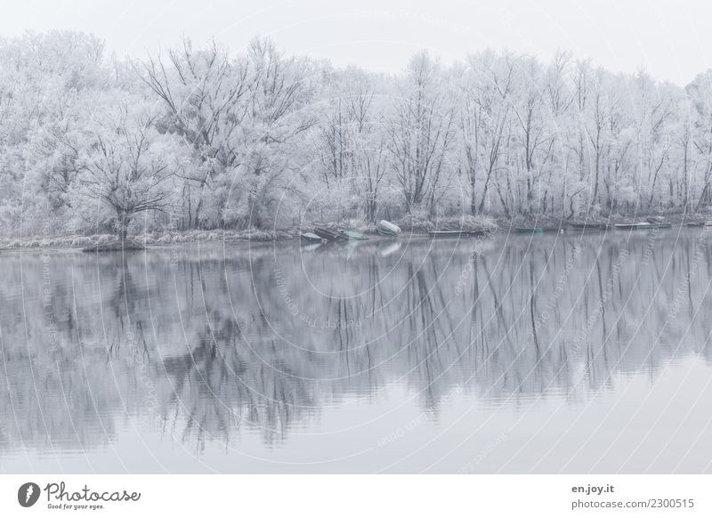 eisige Stille Winter Umwelt Natur Landschaft Pflanze Wald Seeufer Ruderboot kalt weiß Traurigkeit Trauer Tod bizarr Einsamkeit Idylle Klima Religion & Glaube