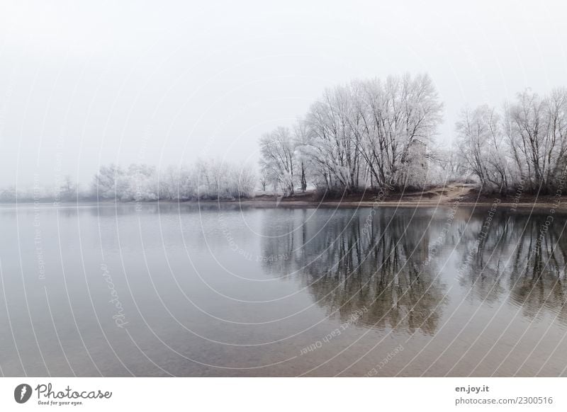 gebündelt Natur Landschaft Himmel Winter Klima Wetter schlechtes Wetter Nebel Eis Frost Schnee Baum Seeufer frieren kalt weiß ruhig Trauer Einsamkeit