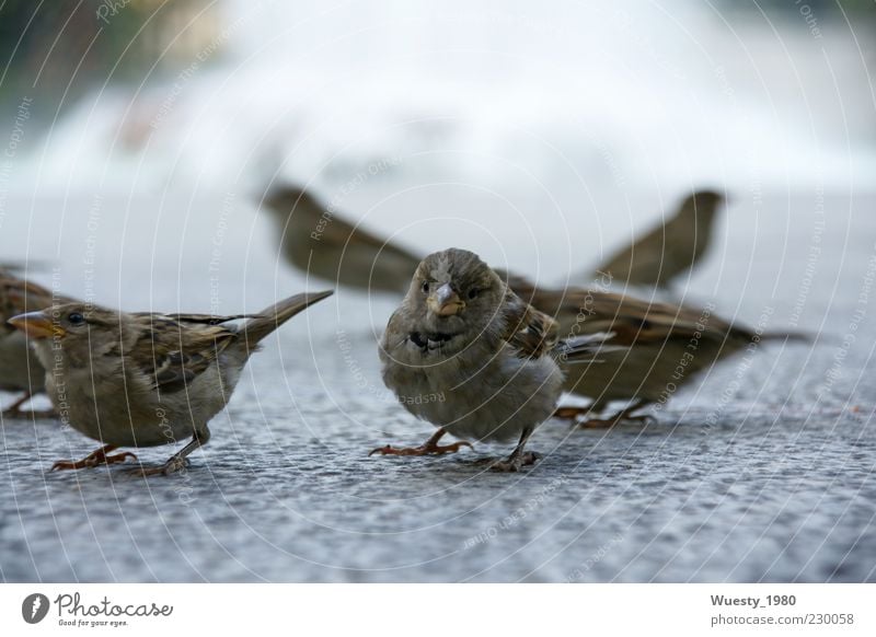 Spatzenaufstand Vogel Tiergruppe Stein Beton Bewegung hören kämpfen Blick klein nah achtsam Wachsamkeit geduldig Neugier Textfreiraum unten gefiedert Farbfoto