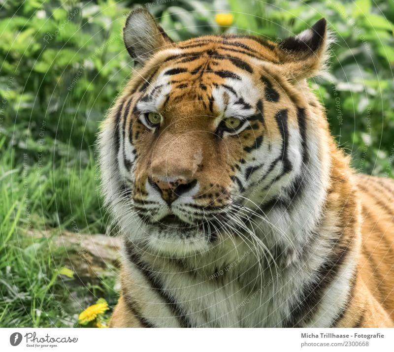 Sibirischer Tiger / Amurtiger Porträt Umwelt Natur Tier Sonne Sonnenlicht Schönes Wetter Gras Wildpflanze Wildtier Tiergesicht Fell Auge Blick Maul Ohr Nase