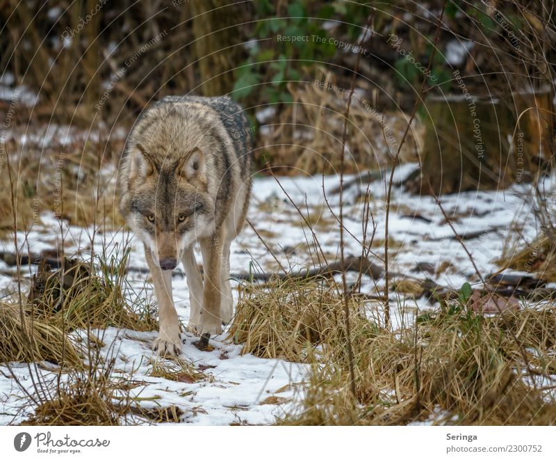 Europäischer Wolf alleine unterwegs Tier Wildtier Tiergesicht Fell Pfote Fährte Zoo 1 Fressen laufen Außenaufnahme Menschenleer Textfreiraum rechts