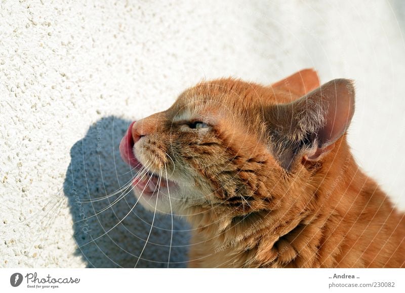 Tigi22 Tier Haustier Katze Tiergesicht Fell 1 Zufriedenheit Schnurrhaar Säugetier Hauskatze rothaarig Zunge Mahlzeit geschmackvoll Tigerfellmuster Tierporträt