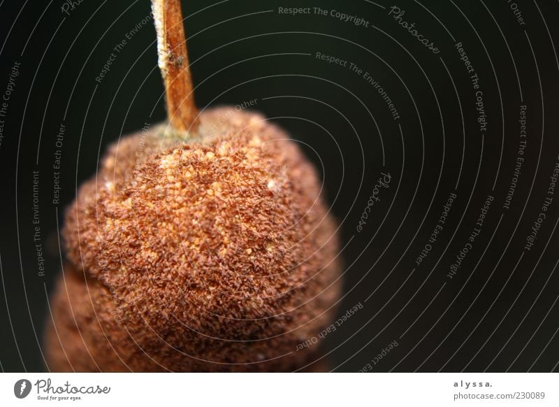 rundes Ding. Natur Pflanze Schilfrohr braun schwarz Außenaufnahme Unschärfe Hintergrund neutral 1 Detailaufnahme Textfreiraum rechts Menschenleer Nahaufnahme