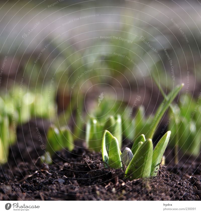 Hyazinthen sprießen aus der Erde und zeigen ihr erstes Blattgrün und Knospen Frühling Pflanze Blume Blütenknospen Jungpflanze Wachstum frisch klein natürlich