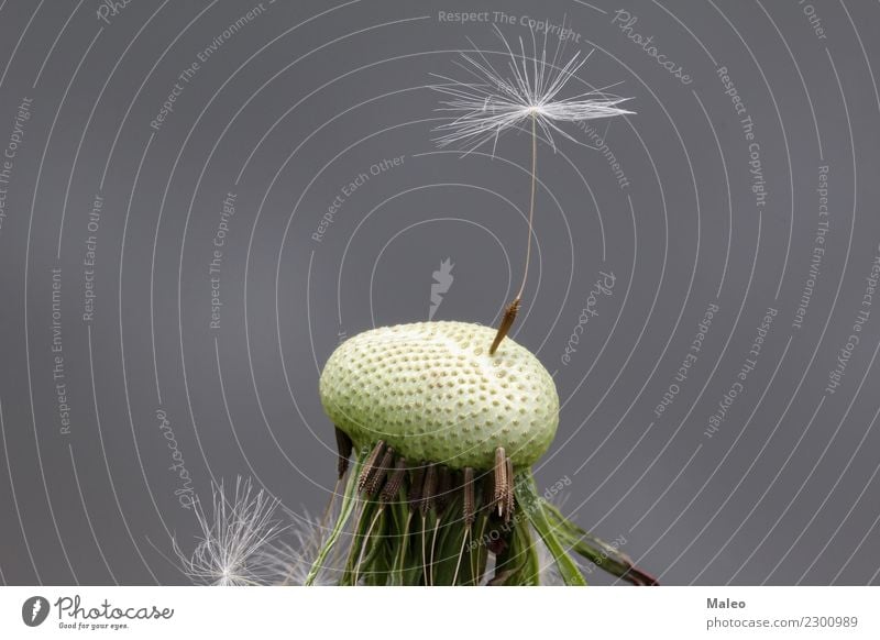 Der letzte Löwenzahnsamen Samen schön Natur Blume Pflanze Makroaufnahme Botanik Single Unkraut Sommer 1 weiß zerbrechlich Stengel Wind Detailaufnahme kopf